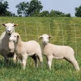 難しいグランドの凹凸やカーブにも対応できる電気ネット